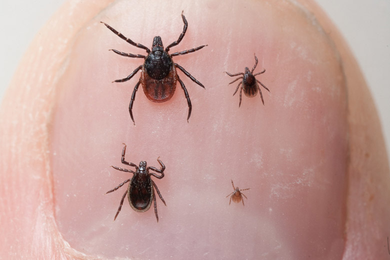 A tick has four stages of life. From an egg it grows into a larva, then into a nymph and finally into an adult tick.