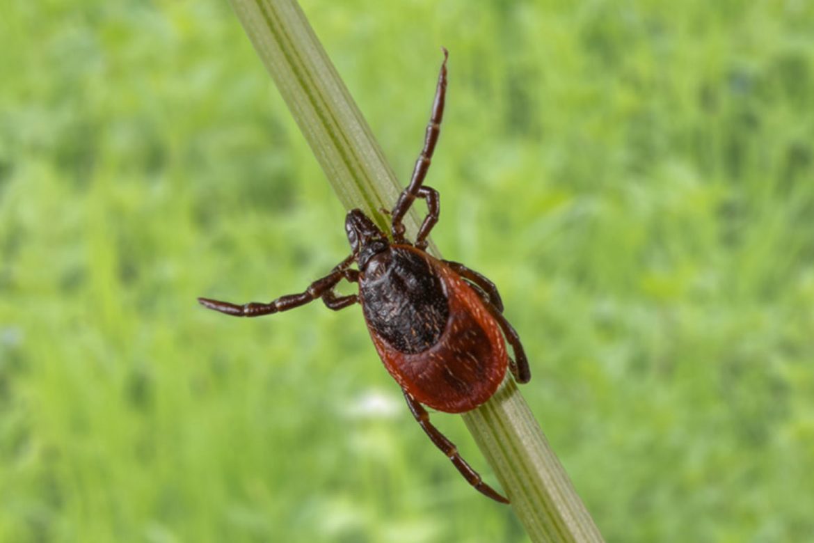 Expert Advice: Ticks All you need to know - Outdoorguru