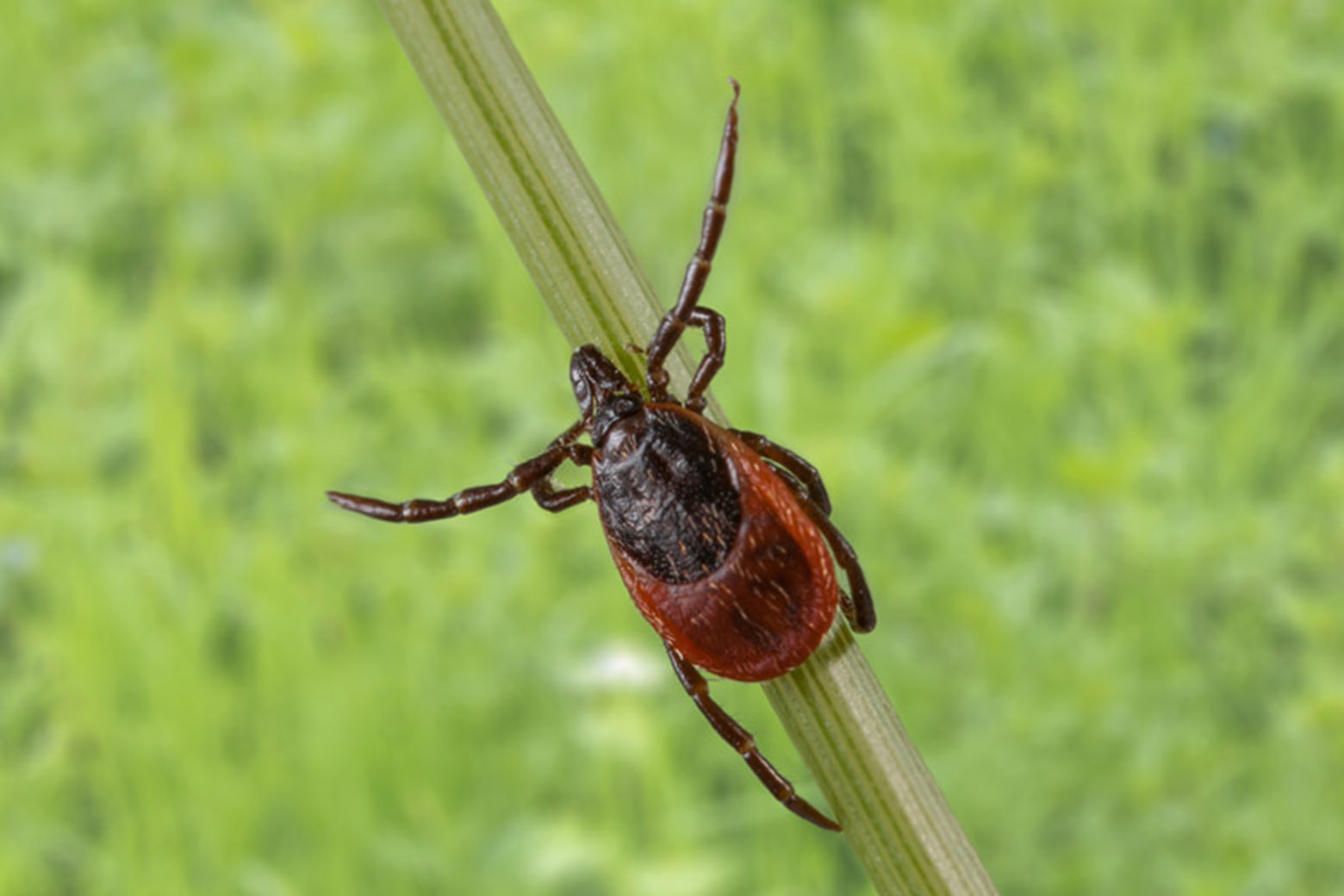 A tick most resembles a small spider and lives at different levels in the vegetation.