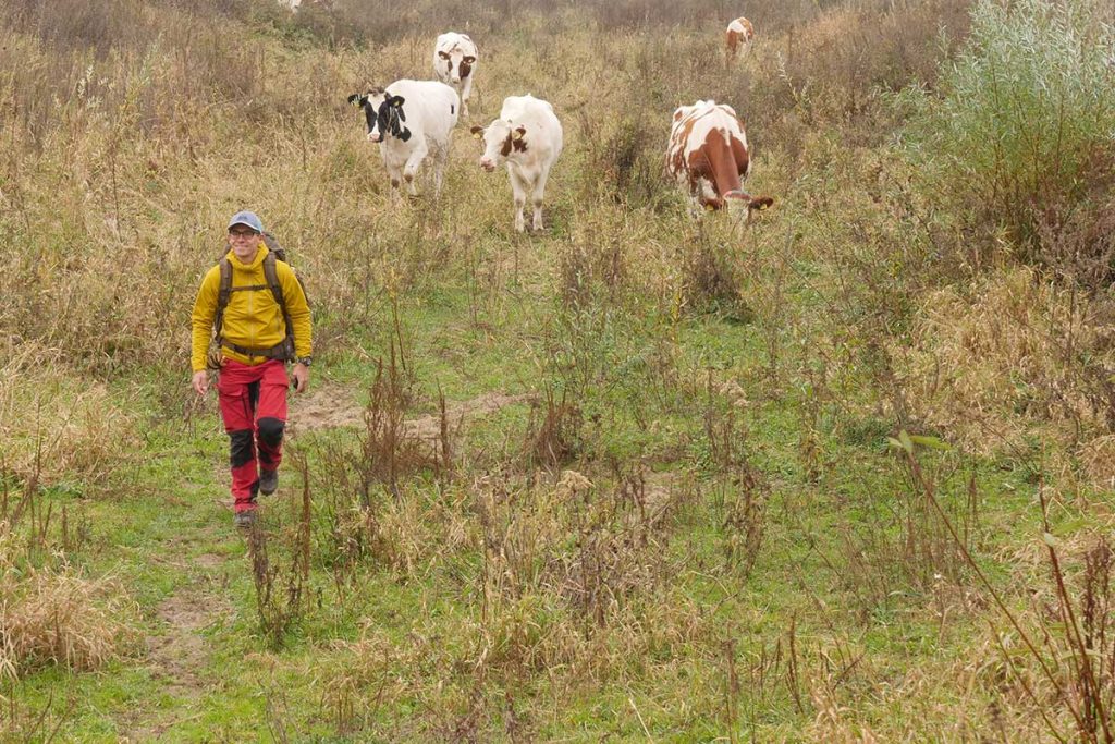 Walking with the Mudmaster... the cows have an interest too.